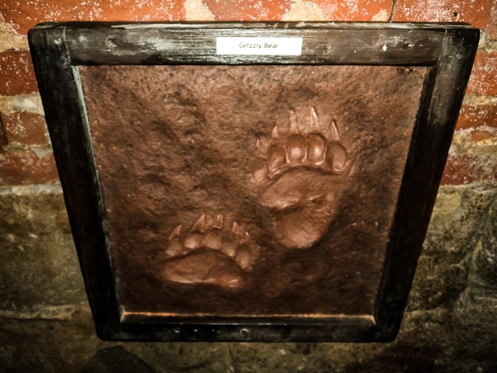 Bear footprints. 