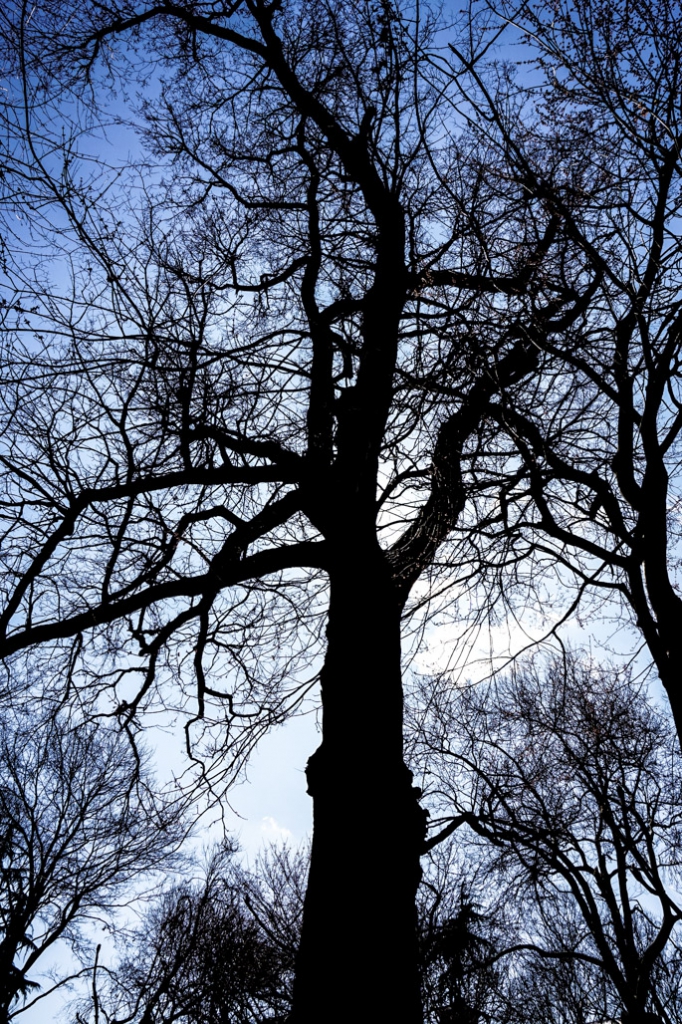 Haunted Tree known as Hangman's Elm, in New York City's Washington Square Park. 