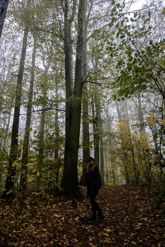 Forest around Houska Castle. 