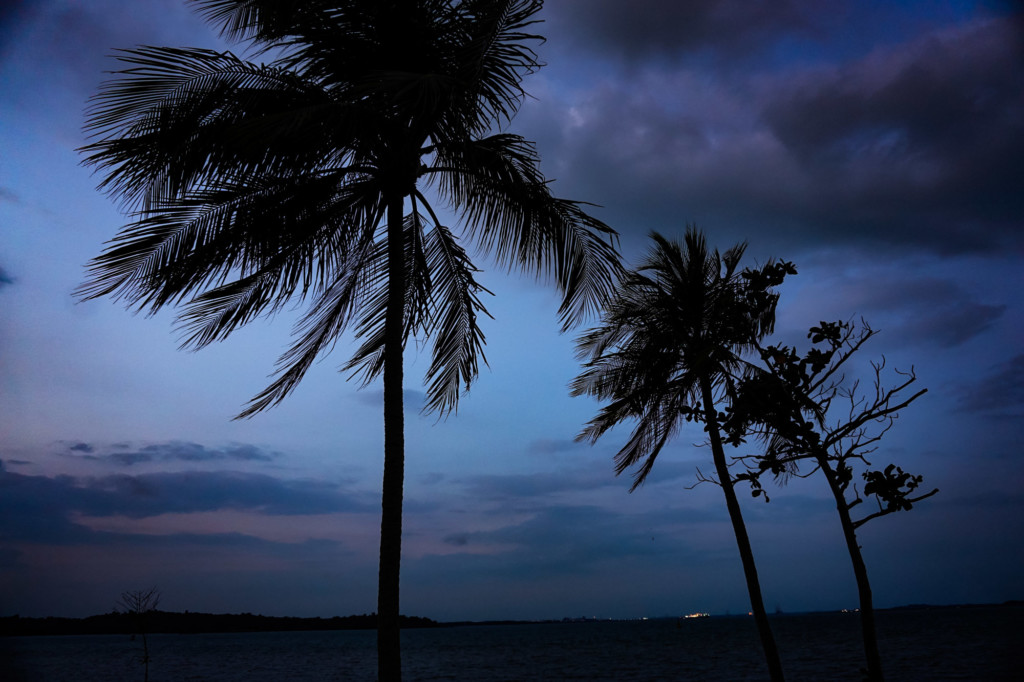 Palm trees on Changi Beach, Singapore. 