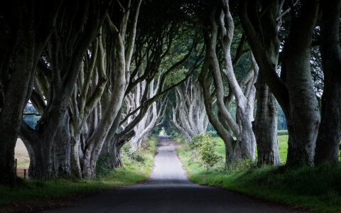 Does the Grey Lady haunt the Dark Hedges?
